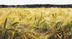 北方农产品土地中的麦穗高清图片