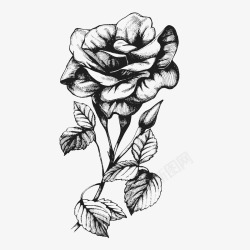 花卉边框线描手绘文艺玫瑰花高清图片