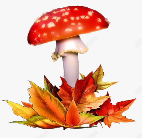 森林蘑菇png免抠素材_新图网 https://ixintu.com 丰收 果实 田园 田园风 秋收 蘑菇 装饰