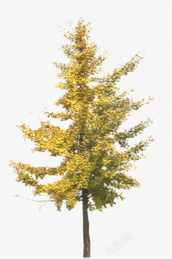 黄色树林秋季黄色树林景观装饰高清图片