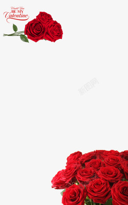 520情人节玫瑰花素材