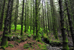 挪威森林挪威森林风光高清图片