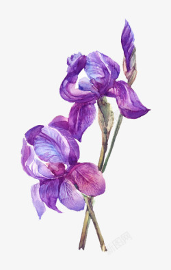 植物水粉紫色水粉手绘花朵高清图片