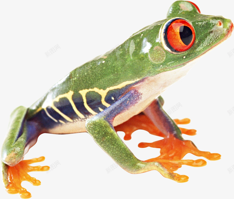 绿色的树蛙小动物png免抠素材_新图网 https://ixintu.com 小动物 树蛙 森林 青蛙