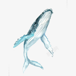 海洋物种手绘水彩蓝色座头鲸插画宣传高清图片