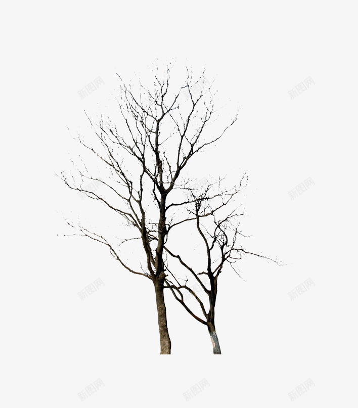 冬天的树植物png免抠素材_新图网 https://ixintu.com 冬天的树 树木 植物
