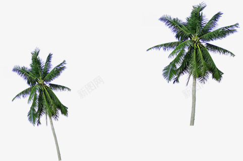 绿色笔直椰树造型度假png免抠素材_新图网 https://ixintu.com 度假 椰树 笔直 绿色 造型