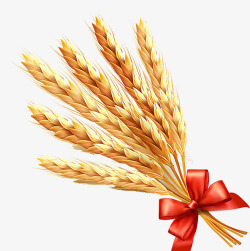 小麦插画金黄小麦片高清图片