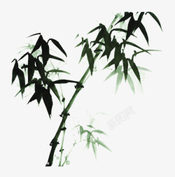 竹子植物春绿色素材