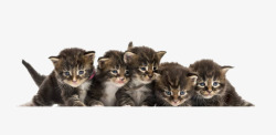 好奇的猫实物一群小猫高清图片