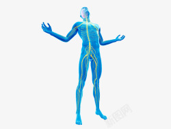 360人体蓝色科技人体高清图片