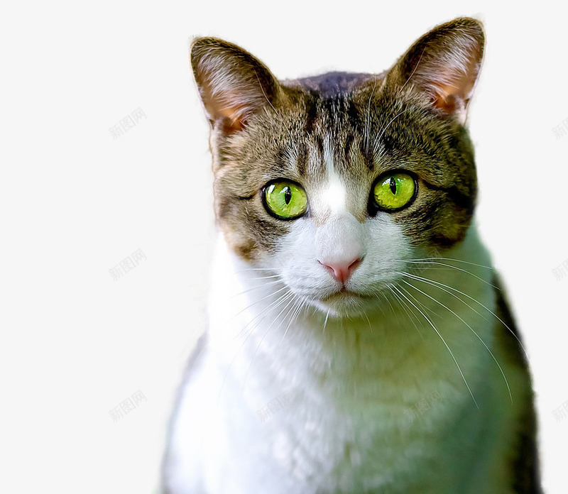 睁大眼睛的小猫png免抠素材_新图网 https://ixintu.com 可爱小猫 宠物小猫 小猫 小猫咪 猫咪