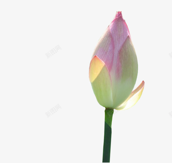 莲花png免抠素材_新图网 https://ixintu.com 没开放的莲花 粉红莲花 莲花