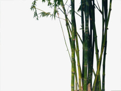 竹树竹高清图片