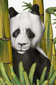手掌熊猫png免抠素材_新图网 https://ixintu.com 创意 可爱 手型 手掌 手绘 手绘熊猫 手背 掌上熊猫 水彩 竹子 绘画 艺术