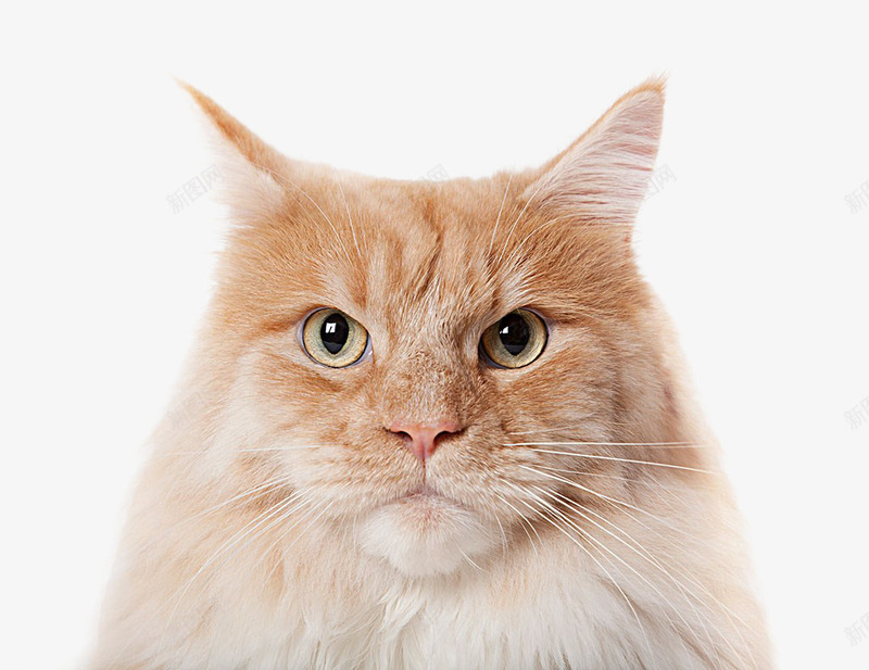 猫咪小猫猫宠物动物png免抠素材_新图网 https://ixintu.com 动物 宠物 小猫 猫 猫咪