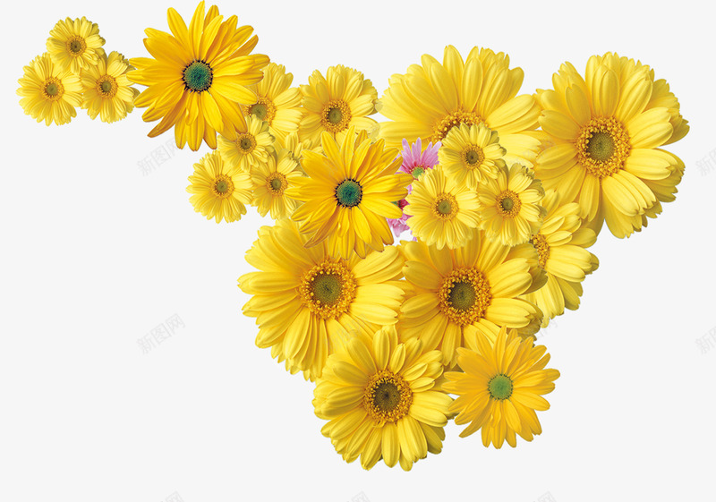 植物卡通黄色秋季花朵png免抠素材_新图网 https://ixintu.com 卡通 植物 秋季 花朵 黄色