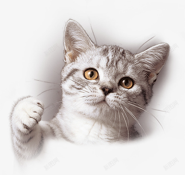 可爱小猫png免抠素材_新图网 https://ixintu.com 动物 可爱 小猫 猫