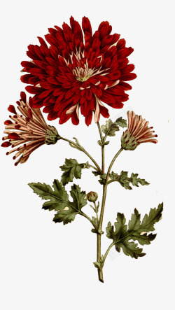 古典绘画3复古深红色菊花高清图片