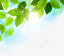 绿色树叶阳光透明素材