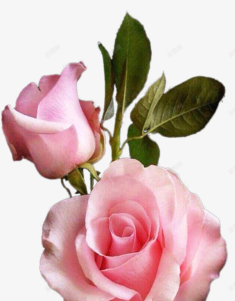 花png免抠素材_新图网 https://ixintu.com birthday flower love rose valentine 情人节 爱 玫瑰 生日 花
