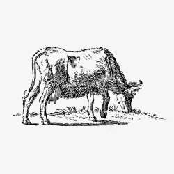 手绘老牛老牛吃草装饰案矢量图图标高清图片