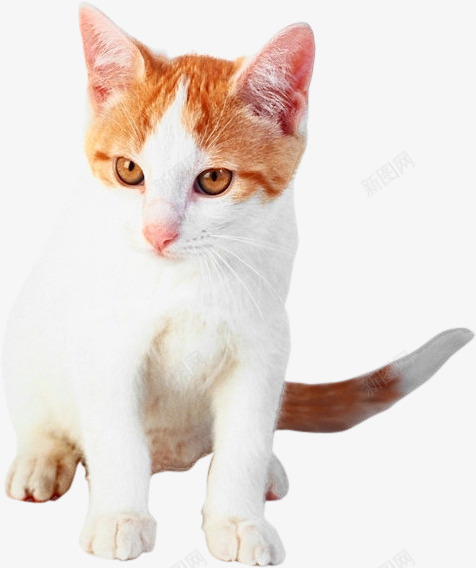 可爱的小猫png免抠素材_新图网 https://ixintu.com 动物 小猫 白色 黄色