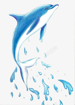 水彩海豚水彩海豚高清图片