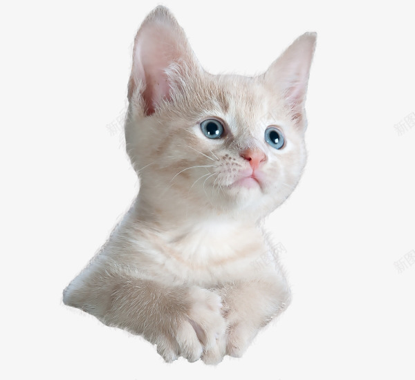 可爱小猫咪凝视png免抠素材_新图网 https://ixintu.com PNG 凝视 可爱 小猫咪 白色