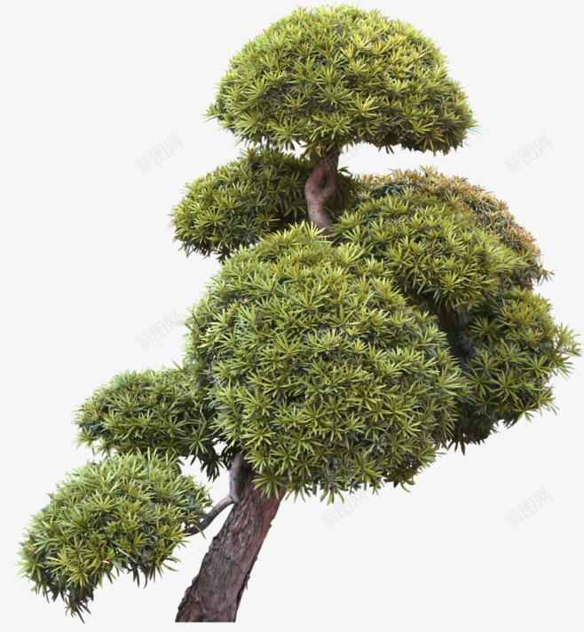 高大的树木png免抠素材_新图网 https://ixintu.com 叶子 景观 森林 自然