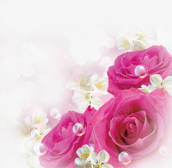情人节粉红色玫瑰花素材