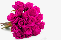 火红花朵情人节紫玫瑰爱情高清图片