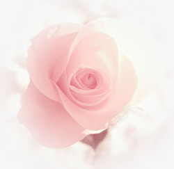 粉色浪漫玫瑰七夕情人节海报背景素材