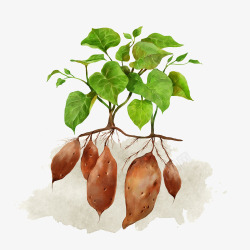 红薯农作物彩绘插画素材