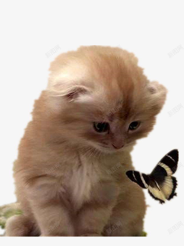 宠物小猫与蝴蝶png免抠素材_新图网 https://ixintu.com 产品实物 可爱的猫 漂亮的猫 萌萌的猫咪
