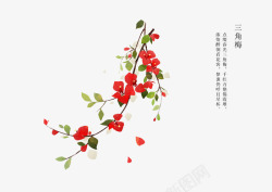 手绘三角梅手绘唯美植物花卉高清图片