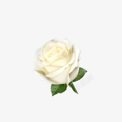 白色纯洁玫瑰花矢量图素材