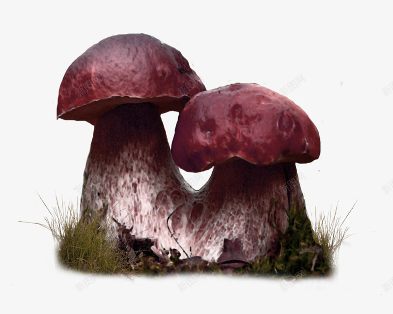 蘑菇森林装饰图案png免抠素材_新图网 https://ixintu.com 免抠PNG 森林 蘑菇 装饰图案