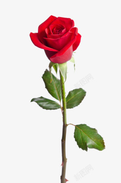 鲜花美丽红色玫瑰花鲜花特写高清图片