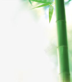 阳光下的竹子素材