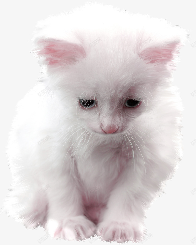 小猫咪动物png免抠素材_新图网 https://ixintu.com 动物 实物 小猫 小猫咪 猫咪