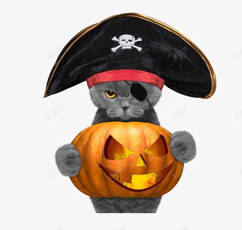 抱着南瓜的小猫png免抠素材_新图网 https://ixintu.com 南瓜 小猫 海盗 船长