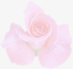 偏粉色玫瑰海报背景七夕情人节素材