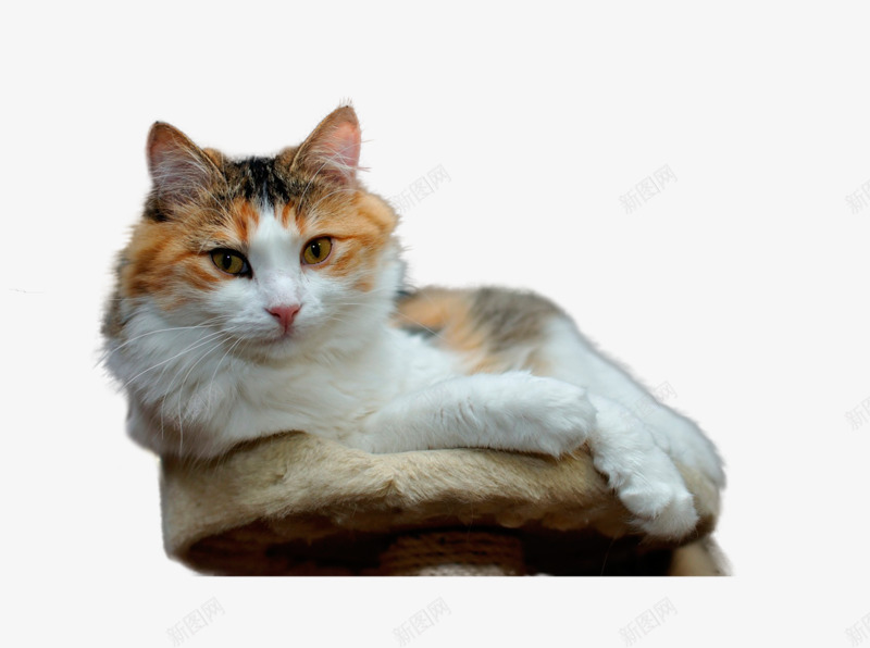 猫咪看着你png免抠素材_新图网 https://ixintu.com 动物 宠物 小猫 猫咪