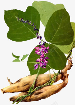 植物卡通树叶秋季花朵紫色素材