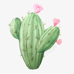 素免费下载仙人球粉色花朵手绘水彩小清新动高清图片