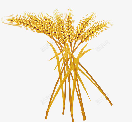 金黄色的麦子psd免抠素材_新图网 https://ixintu.com 秋季元素 稻谷 金黄色的麦子