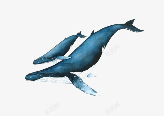 蓝鲸png免抠素材_新图网 https://ixintu.com 水彩蓝鲸 海洋 深海 环保 鲸鱼 鲸鱼宝宝