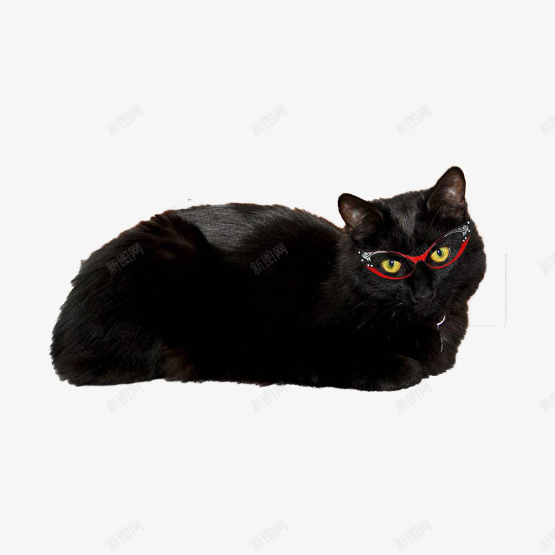 戴眼镜的黑猫png免抠素材_新图网 https://ixintu.com 光滑 卧着 大胖猫 小耳朵 戴眼镜的猫 毛发亮 红眼镜 黑猫