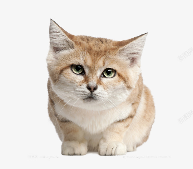 可爱的小猫片png免抠素材_新图网 https://ixintu.com 免抠素材猫咪 棕色的猫咪图片 毛茸茸的小动物图片 背景图片小动物猫咪